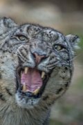 bru-leopardo_nevi112