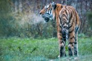 bru-tigre025