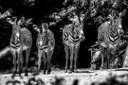 bru-zebra032bn