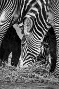 bru-zebra035