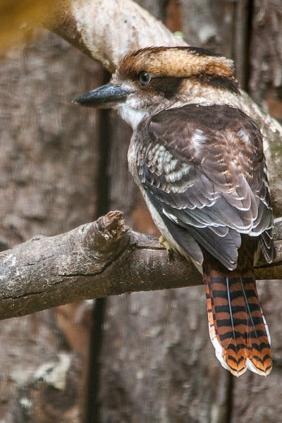 Kookaburra05.jpg