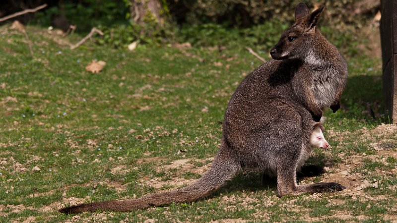Wallaby.jpg