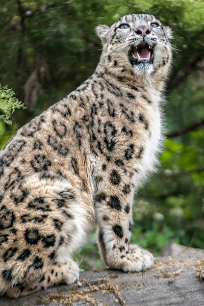 bru-leopardo_nevi_34.jpg