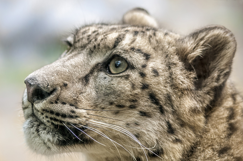 bru-leopardo_nevi_35.jpg
