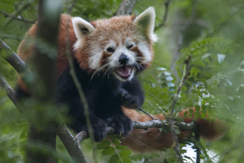 bru-panda_r28.jpg