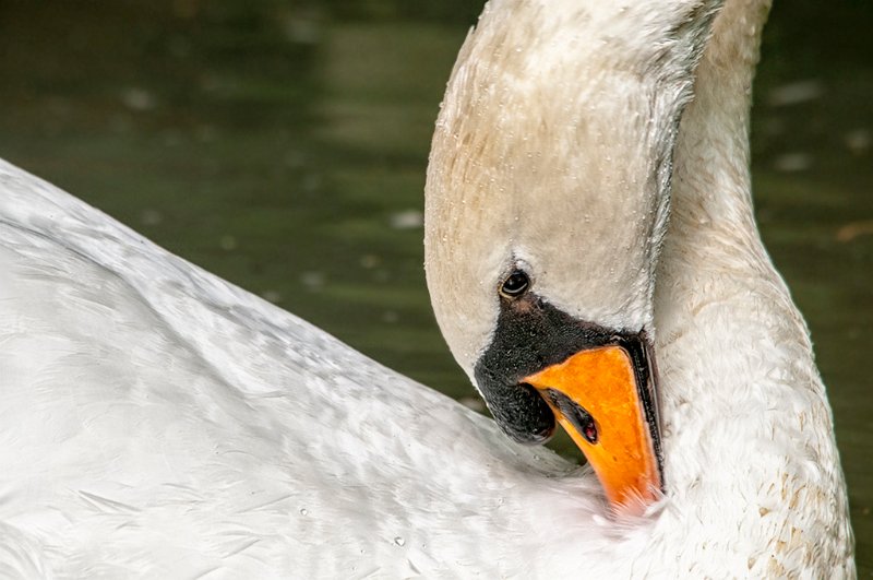 cigno03.jpg