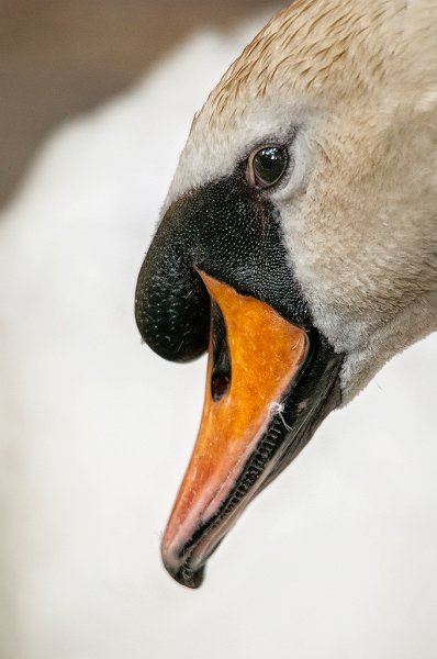 cigno07.jpg
