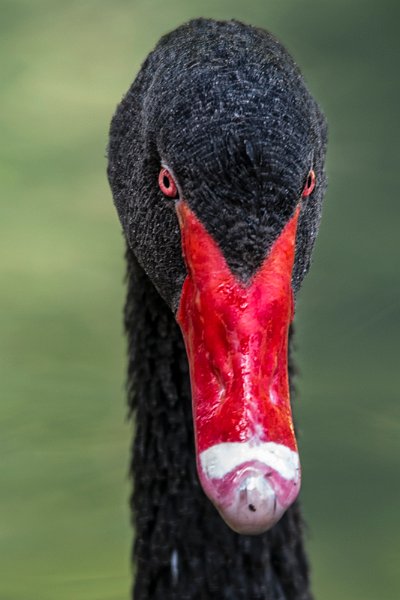 cigno_nero02.jpg