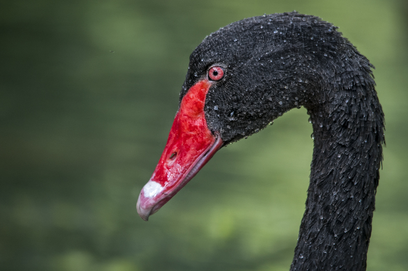 cigno_nero03.jpg