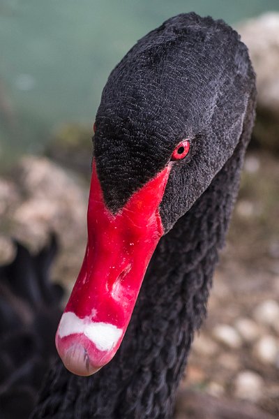 cigno_nero05.jpg - OLYMPUS DIGITAL CAMERA