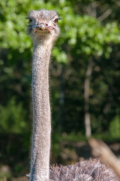emu.jpg