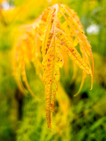 foglie_autunno.jpg - OLYMPUS DIGITAL CAMERA