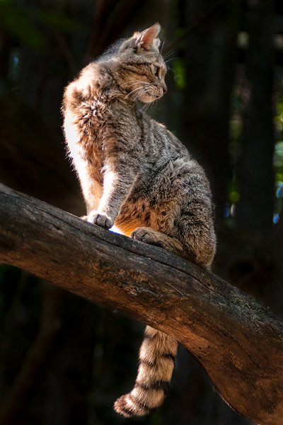 gatto_selv02.jpg