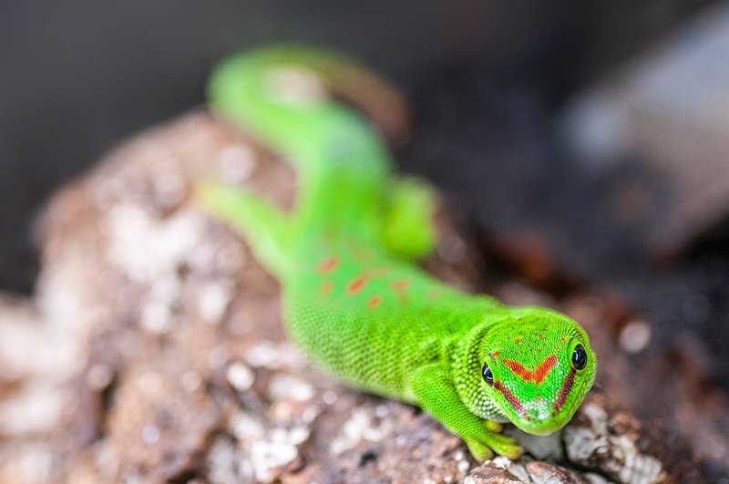 geco_madagascar01.jpg