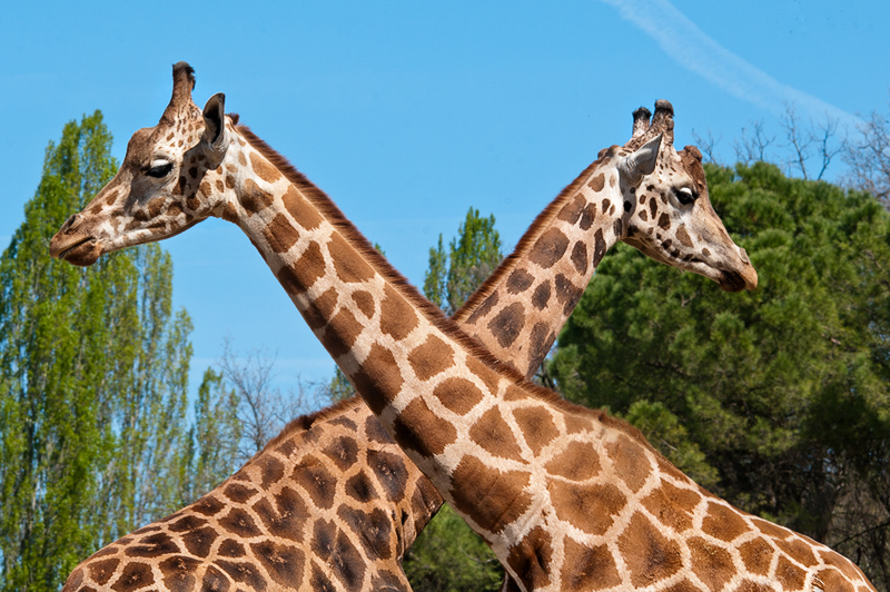 giraffe02.jpg