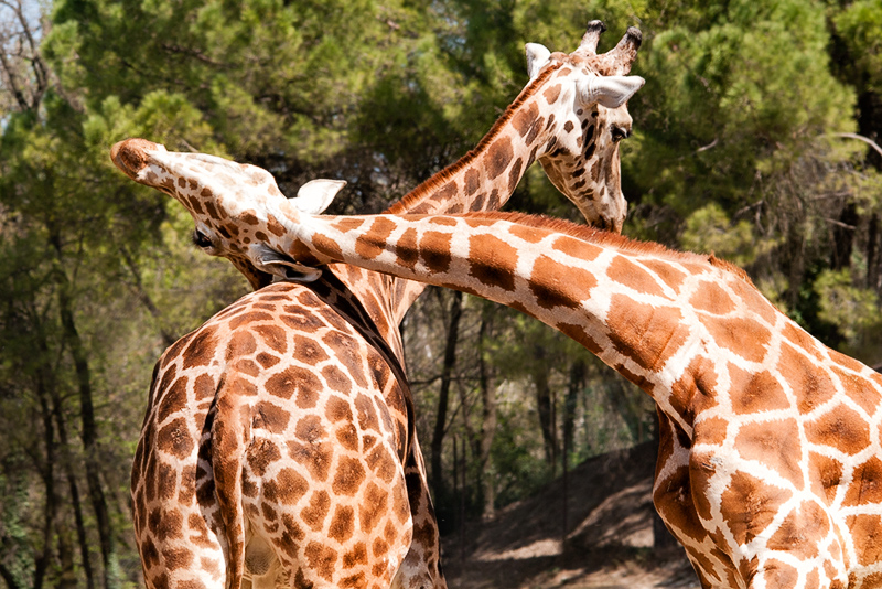 giraffe03.jpg