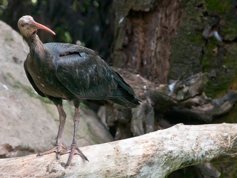 ibis.jpg