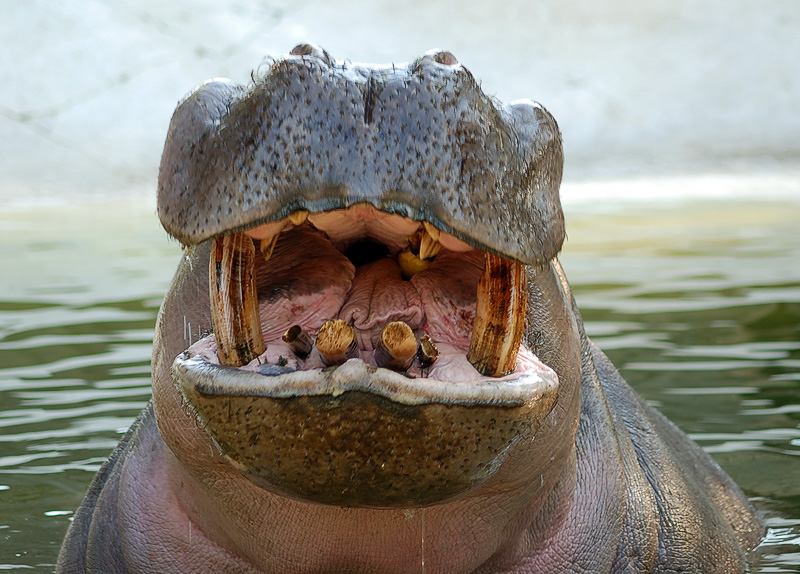 ippopotamo03.jpg