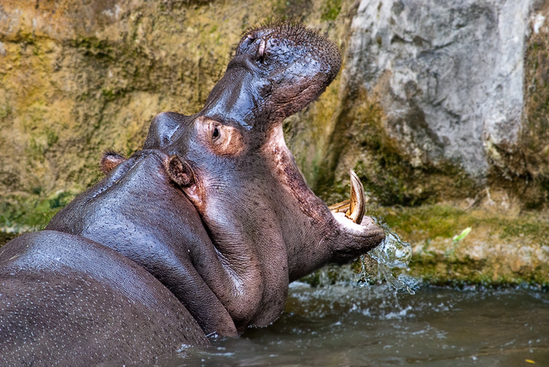 ippopotamo09_01.jpg