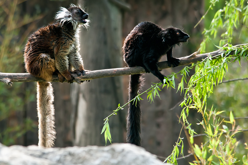 lemuri01.jpg