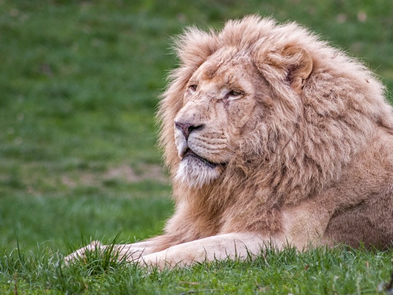 leone2008.jpg