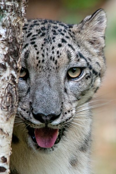 leopardo_a.jpg