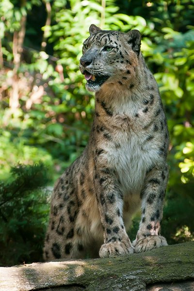 leopardo_nevi05.jpg