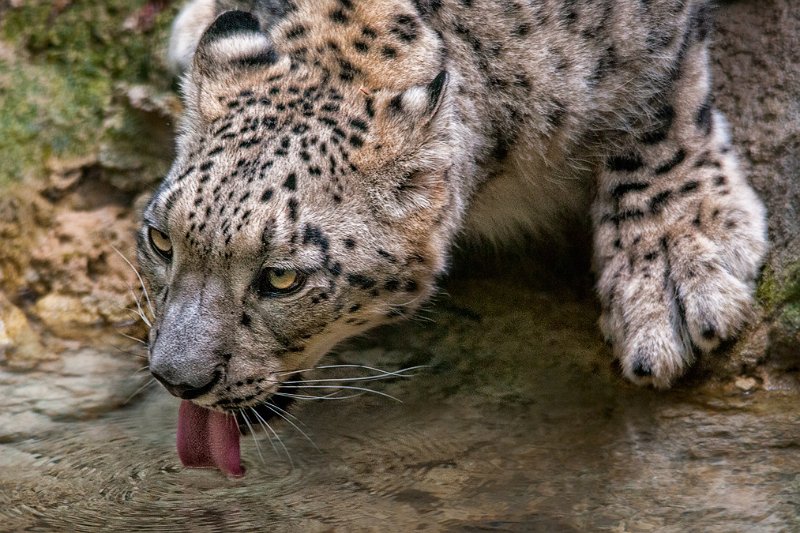 leopardo_nevi08.jpg