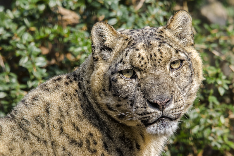 leopardo_nevi15.jpg