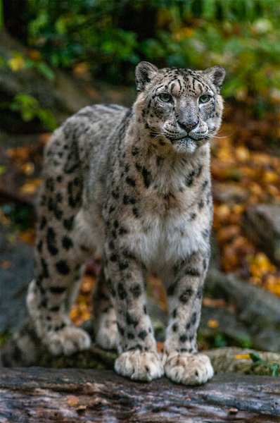 leopardo_nevi18.jpg