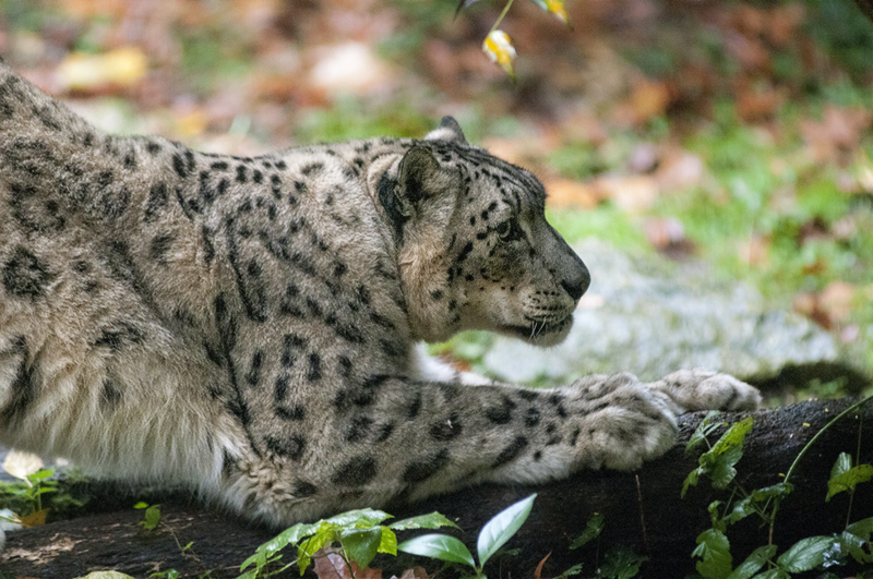 leopardo_nevi19.jpg