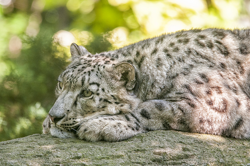leopardo_nevi23.jpg