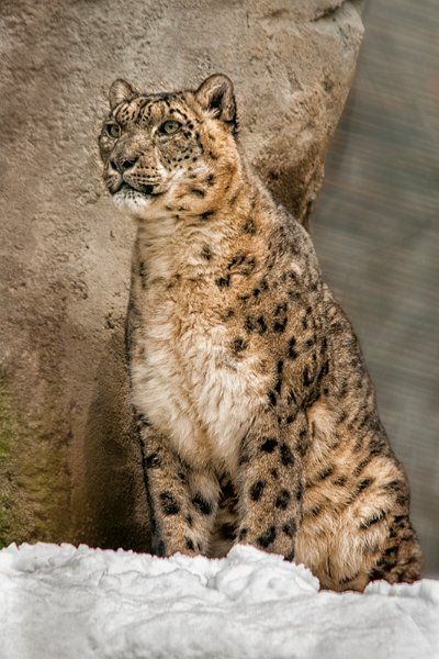 leopardo_nevi_neve01.jpg