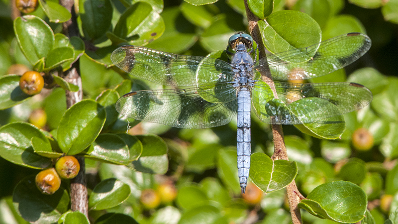 libellula01.jpg