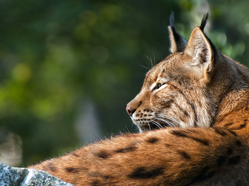 lince01.jpg