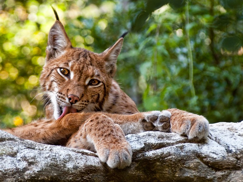 lince05.jpg