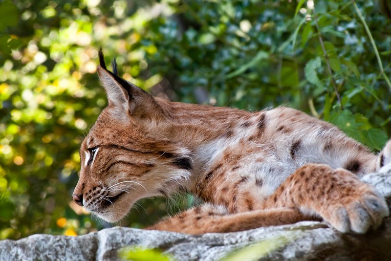 lince06.jpg