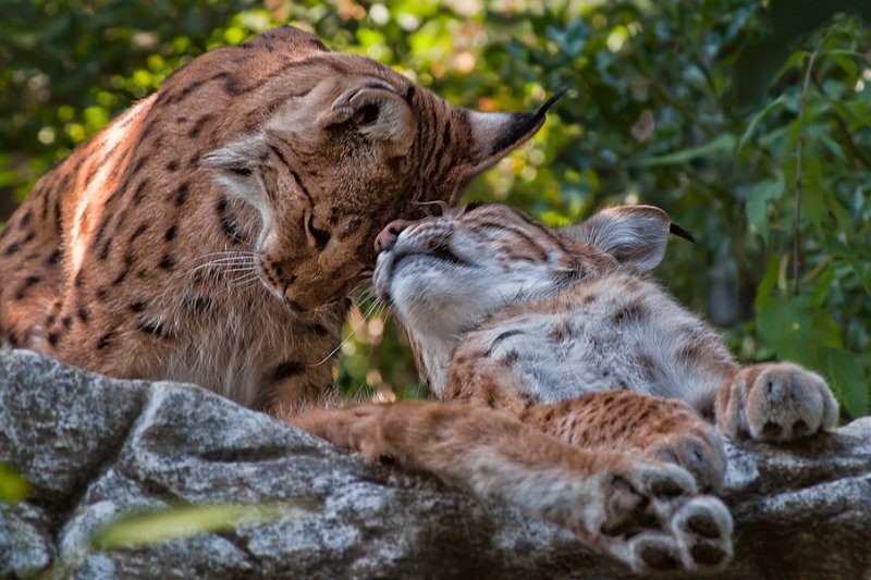 lince07.jpg