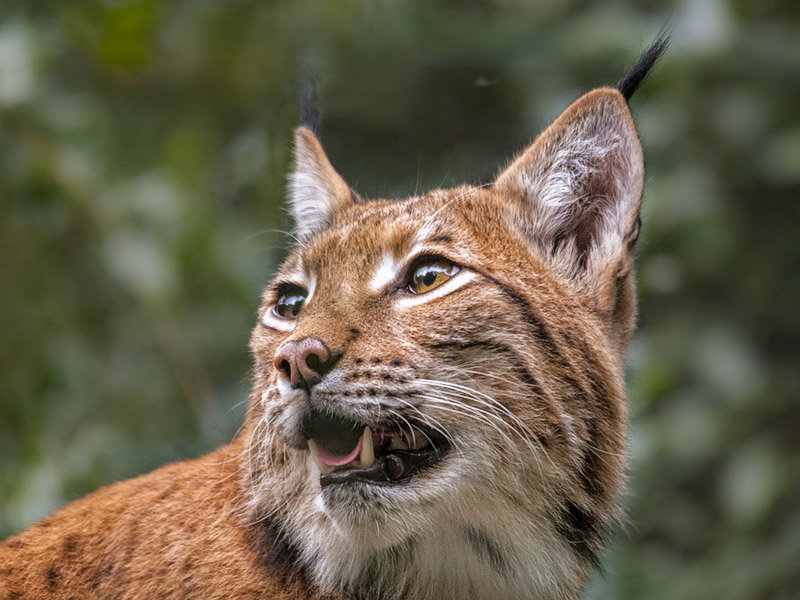 lince09.jpg
