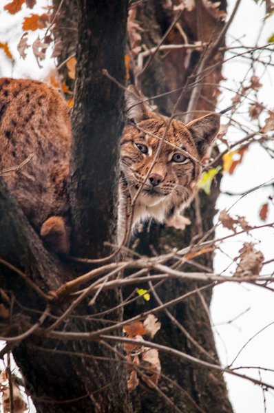 lince11.jpg