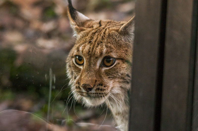lince14.jpg