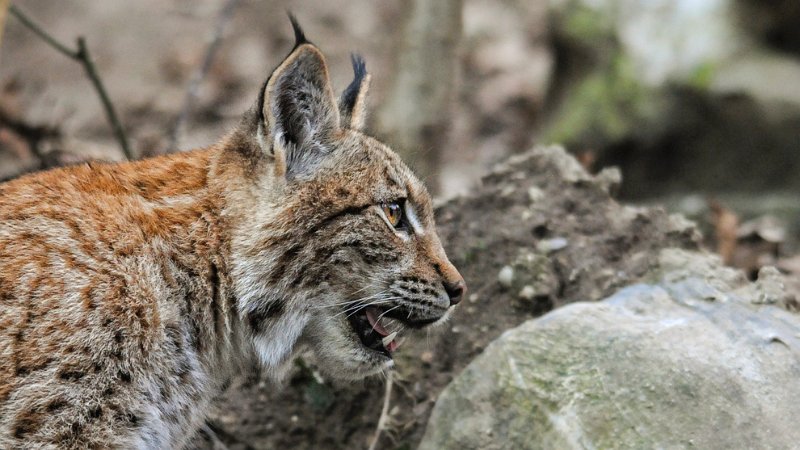 lince17.jpg