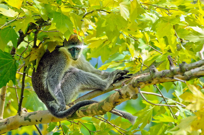 macaco.jpg