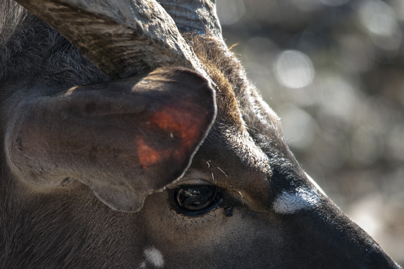 nyala02.jpg