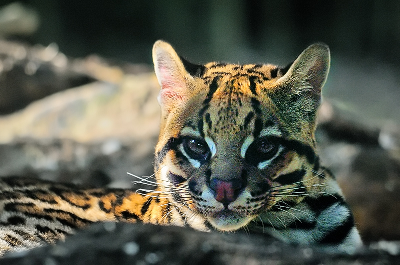 ocelot01.jpg