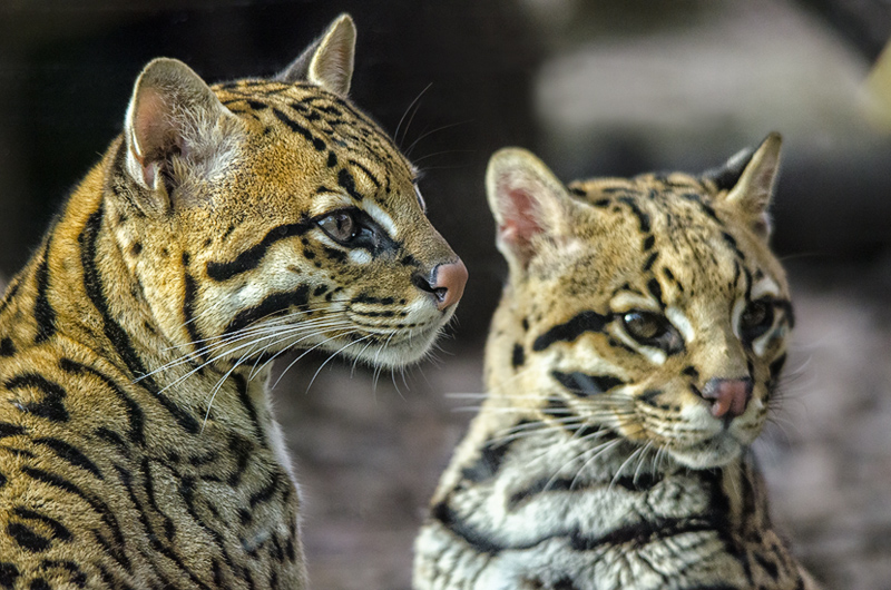 ocelot05.jpg