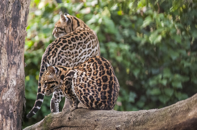 ocelot08.jpg