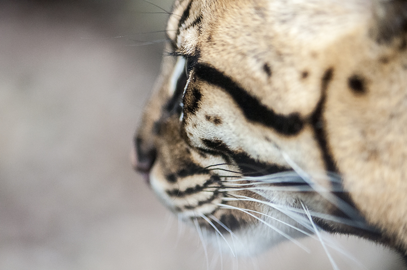 ocelot10.jpg