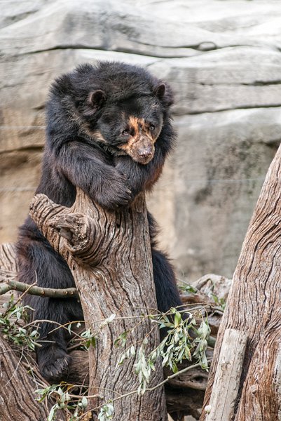 orso.jpg