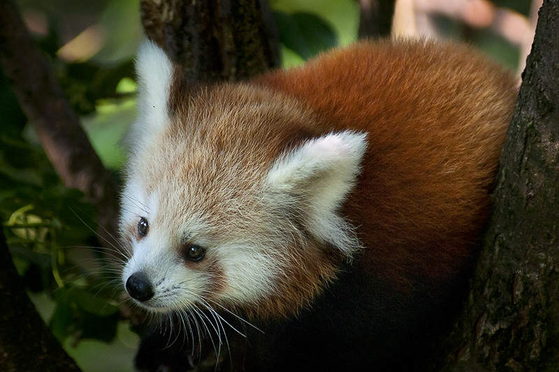 panda_r03.jpg